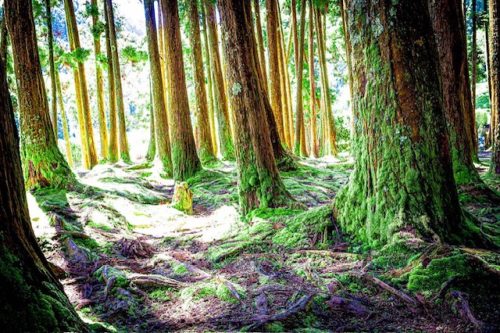 Azores cedar forest