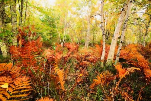 Birch along Jesup Path