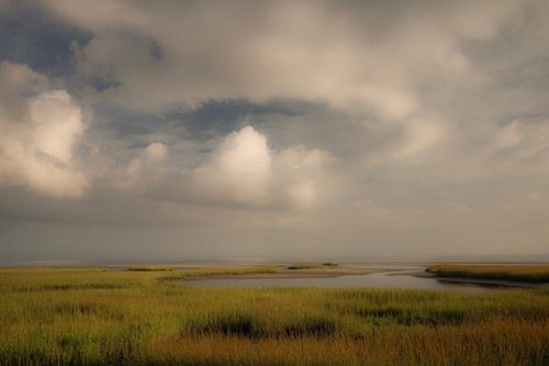 Cape marsh