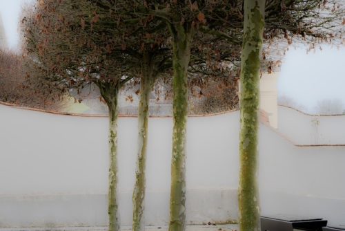 Melk Abbey planetrees