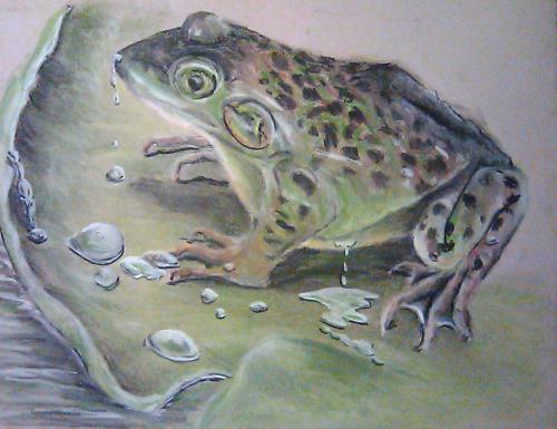Bull Frog, Tinted Charcoal